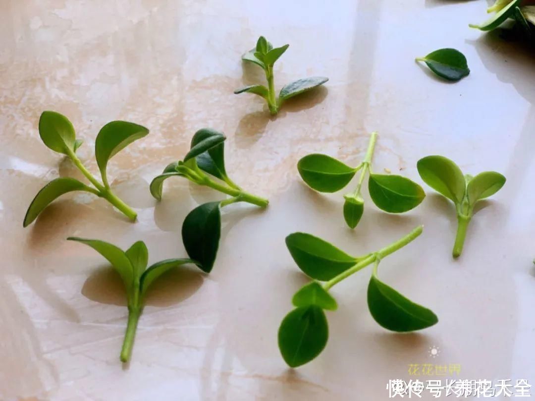 天竺葵|7种花养老桩不好，多扦插、养嫩苗，才能年年开花