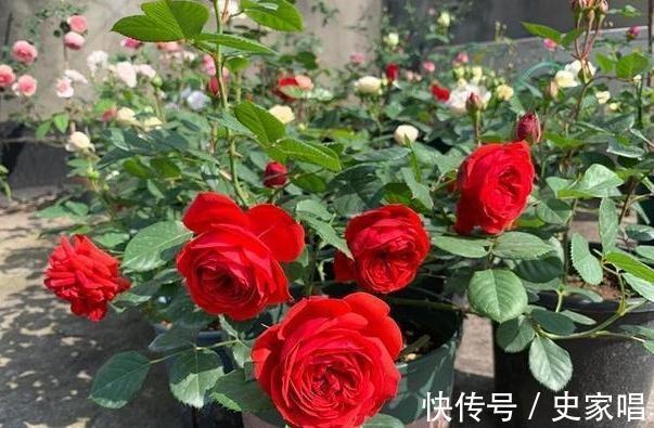 长势|月季修剪后发芽不整齐，常见的3个原因和解决办法