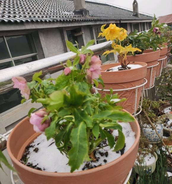 零下10度冻不死的花,不用搬进屋,冬天狂开花!