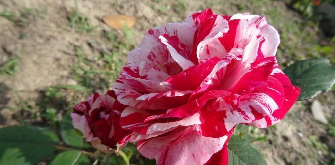 喜欢菊花,不如养盆“精品玫瑰”美人脸玫瑰,翩翩起舞,高贵迷人