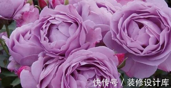 喷药|花友种月季前必须考虑清楚三个问题,不然越养越心烦