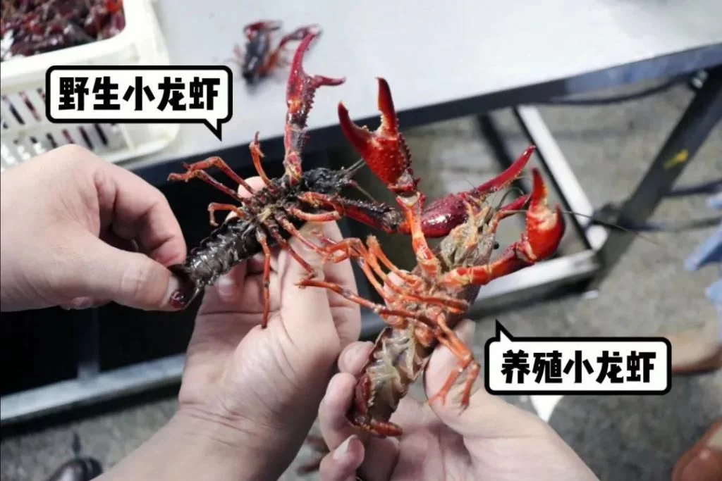 分辨野生小龙虾和养殖小龙虾的方法主要是看腮和底板，一般野生小龙虾腮部和底板有污物，呈灰黑色。