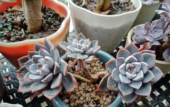 农村“穷养”多肉,一养一个大老桩,群生养爆盆