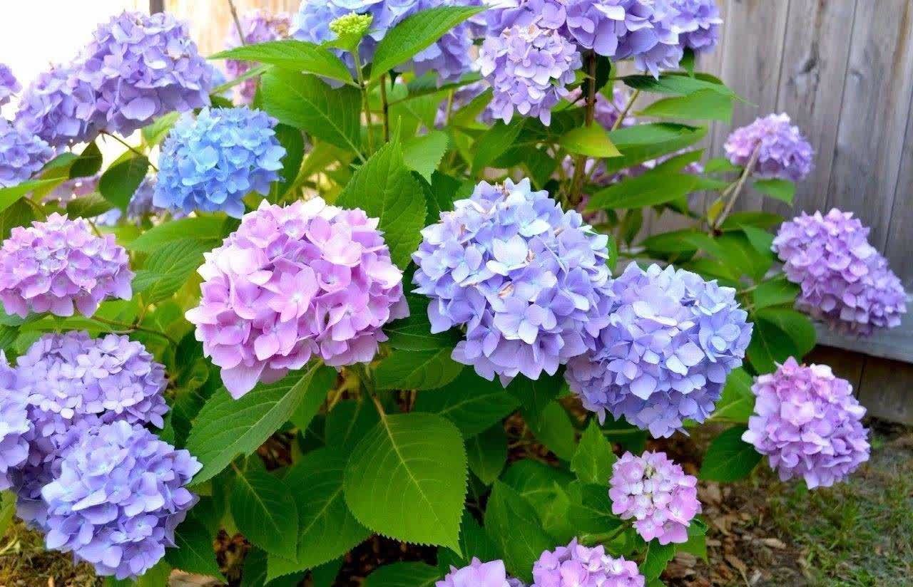 花海|高层阳台，建议安排2类花卉，一类长成花海，一类长成花瀑布