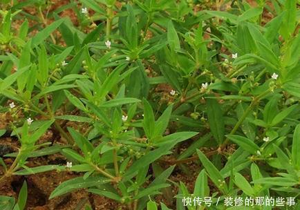 白花蛇草水你喝过吗 味道清奇 对身体极好 原料就是白花蛇舌草 快资讯 白花蛇草水你喝过吗 味道清奇 对身体极好 原料就是白花蛇舌草 快资讯