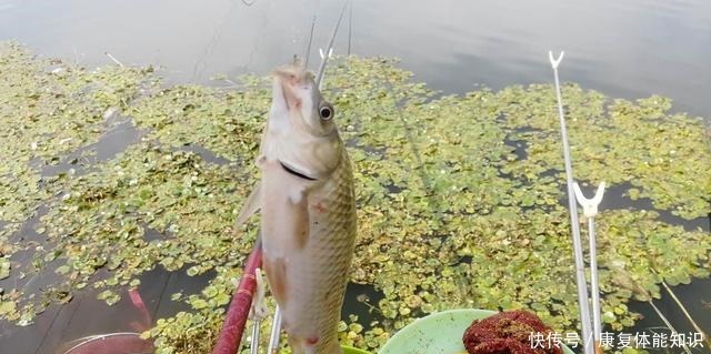 对象鱼|小鱼闹窝并不是坏事,明白这几点,再也不怕小鱼闹!