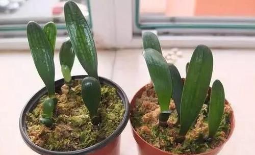 植物|养花养叶先养根掌握4个'壮根'小窍门，啥植物都能越养越好