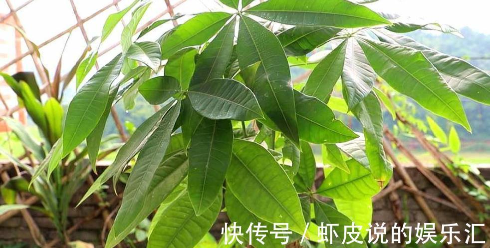 立冬节气已到，发财树开始黄叶落叶了，这样改善，枝叶繁茂好过冬