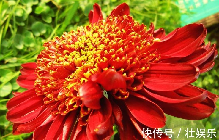 自从知道“3个”小妙招,再也不愁夏天菊花养不好!开花爆盆好养