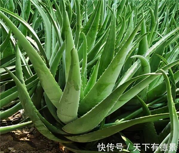 种花|老中医都喜欢的5种花,对健康有益,好看又好养,一次养十盆