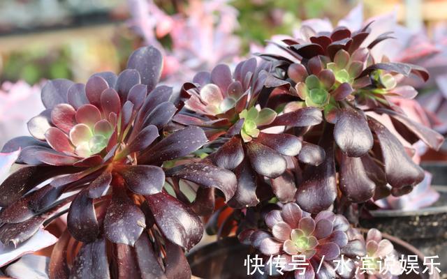 喷多效唑|买到“僵尸”黑法师，处理一下，用点“激素生长水”，还能保条命