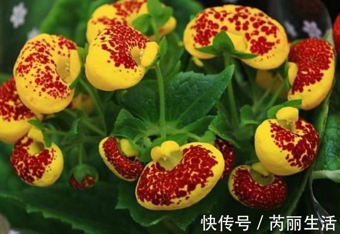 养花就养个花期长的,花大色艳,堪称是开花机器,养在阳台极美了