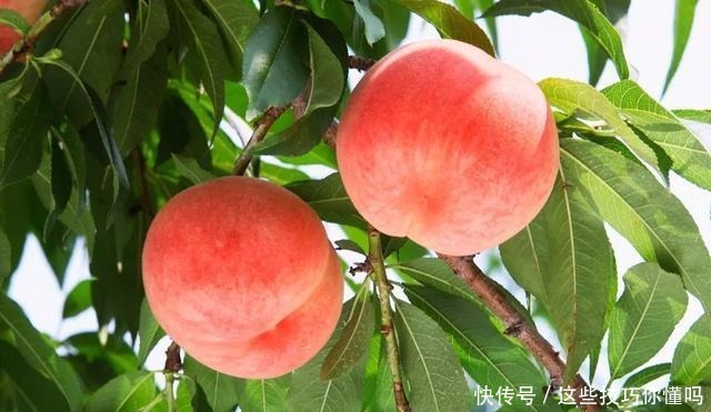 盘点厉害的水果品种推荐