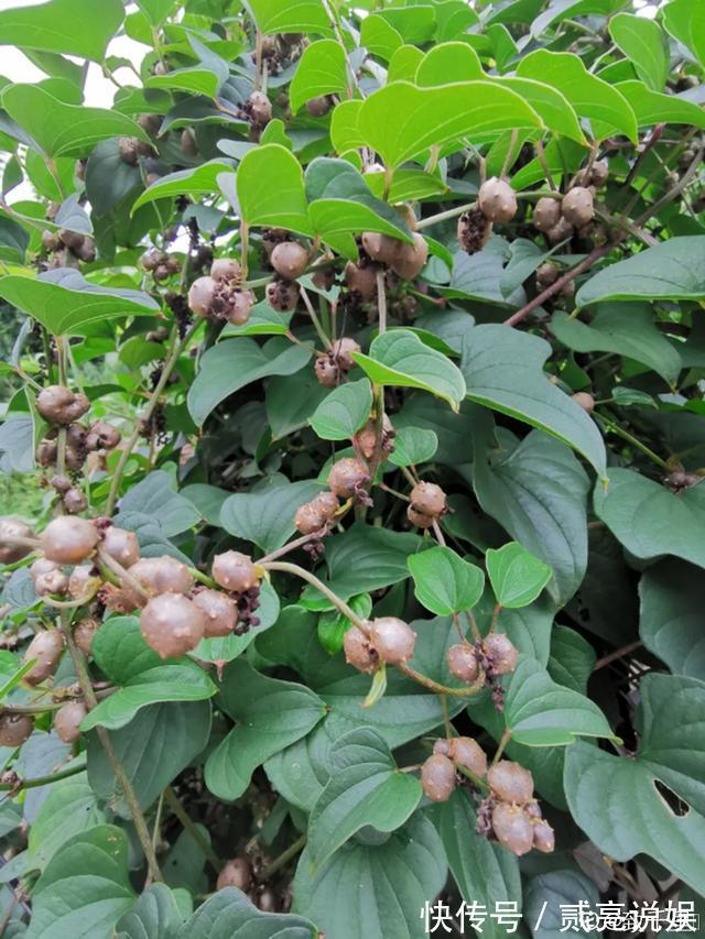 玉米粒|2个月没在家,厨房的菜变成小森林,再也不用买花了!水培蔬菜盆