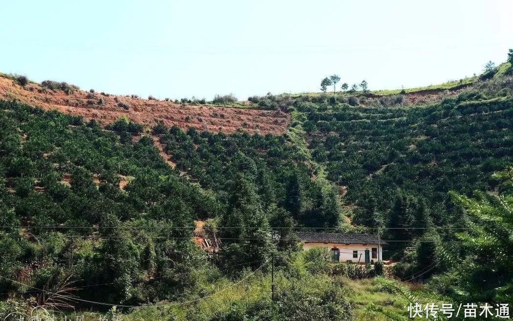 所有权|“退林还耕”政策下,教你三点弄清“农村土地确权”问题