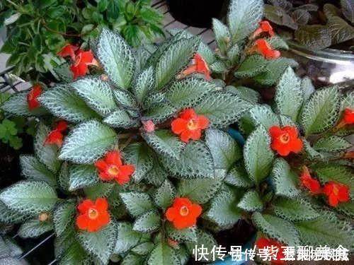 种花|这6种花超耐阴,放在卫生间养,不仅能消除异味还能净化空气!