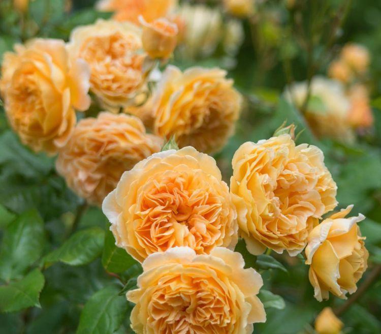 最受欢迎的4种花,夏天开花很漂亮,花量大不操心,越养越喜欢