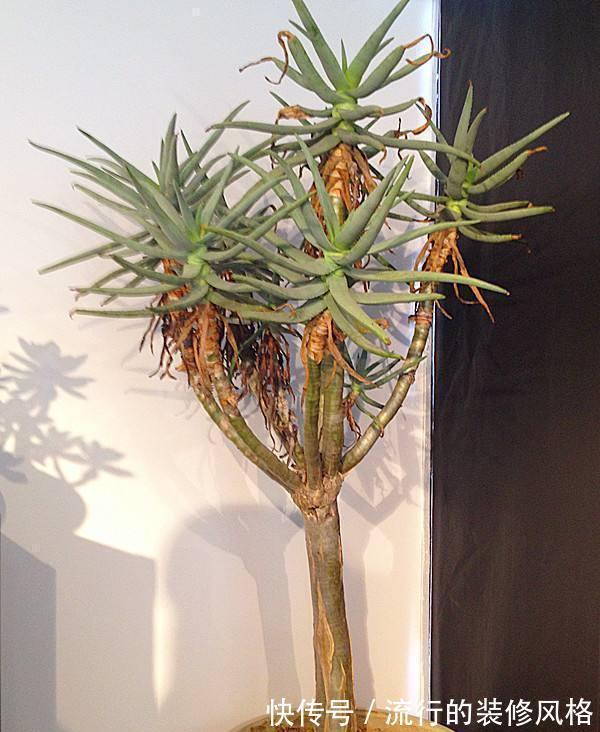 芦荟“真好养”,长了3米高,长成芦荟大树,叶子太厚,吃不完