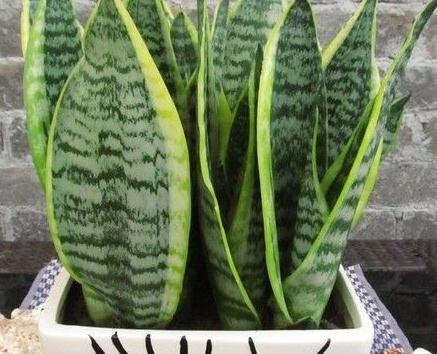 3种花号称空气净化器，冬季室内养几盆，空气清新家人舒心