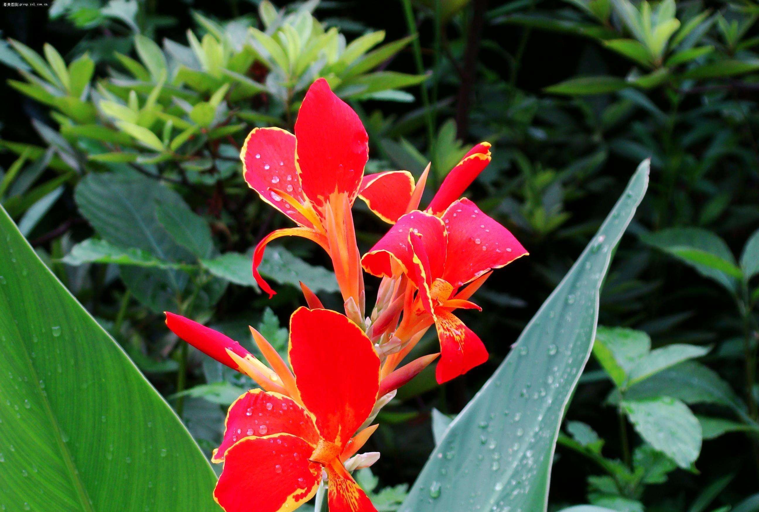 养花试试这几款,宽大的叶上开着红花非常有观赏价值