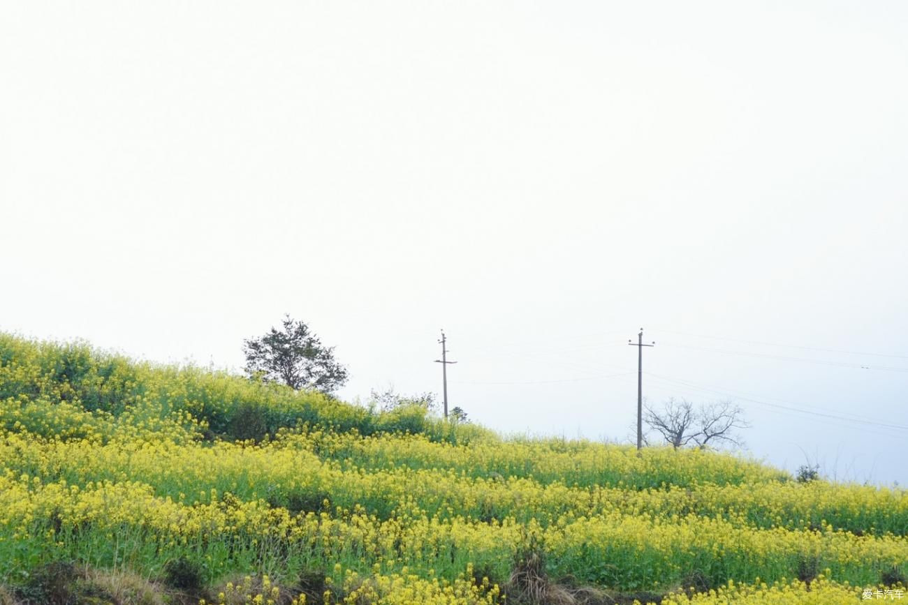 婺源|【春到婺源】记得住乡愁，江岭上开遍油菜花。