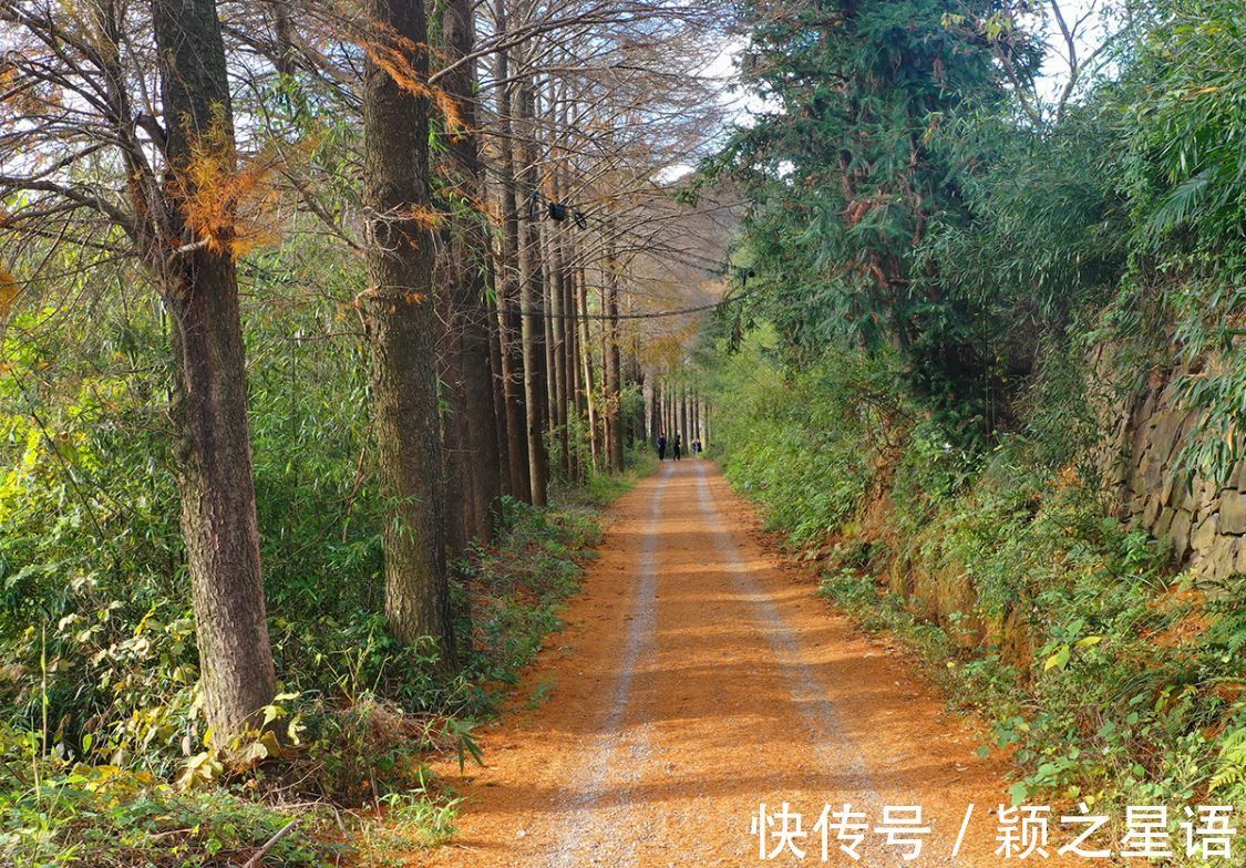 花海|黄金路，花海，红杉林，环游东吴风景线