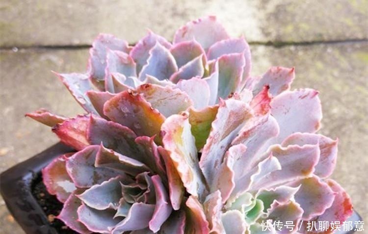 白粉|多肉“长不高”，盆里加点“白粉末”，1个月后，不长也得长！