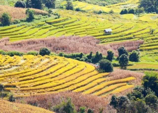 梯田|世界几大梯田景观，最美的梯田在中国，你知道在哪吗？