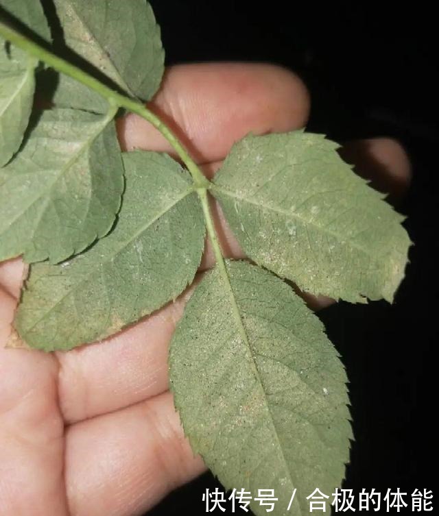 6种花爱吃醋,隔段时间喂口醋,叶子绿油油!