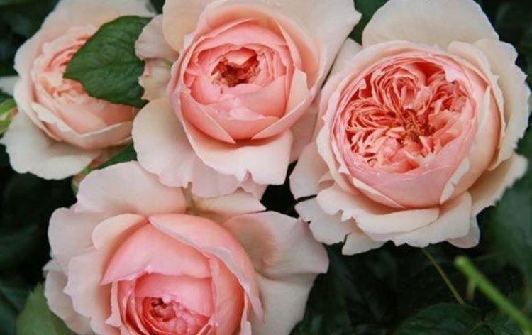 4种花很耐养,沾土就能活,花量大不操心,越养越喜欢