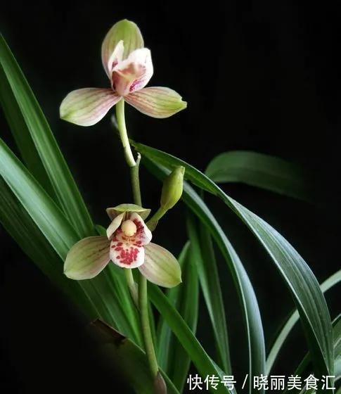 室内养护兰花有难度,送你几个妙招,从此室内养兰不再难