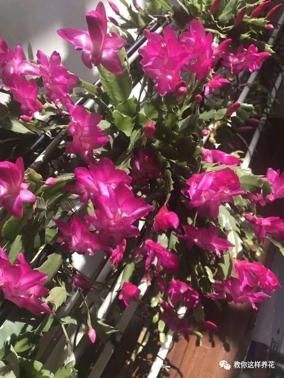 4种“壳”每家都有,丢盆里疏松透气,2年不用换盆,长得旺!