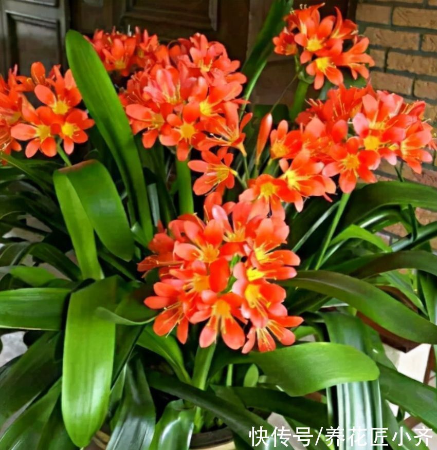 君子兰严重烂叶、烂心,不要着急,用这个方法,就能养成“群兰”