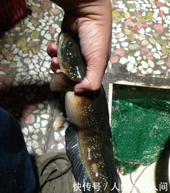漆黑的地洞, 用猪肉作饵, 钓起一种野鱼, 当地二十年未见过