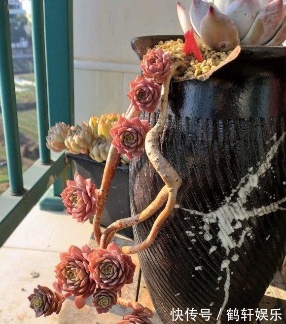 多肉怎么养出悬崖桩?选对花盆,选对品种,1年养成悬崖老桩