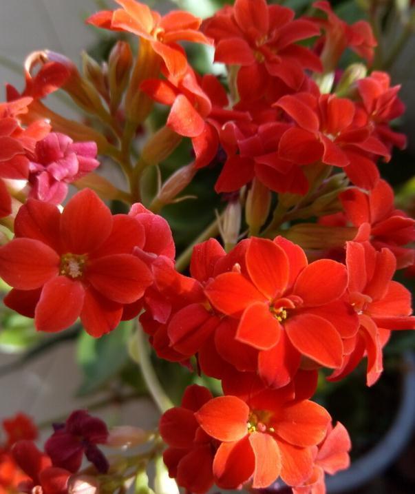 长寿花好看却养不好,对照这“7点”,来看看问题出在哪