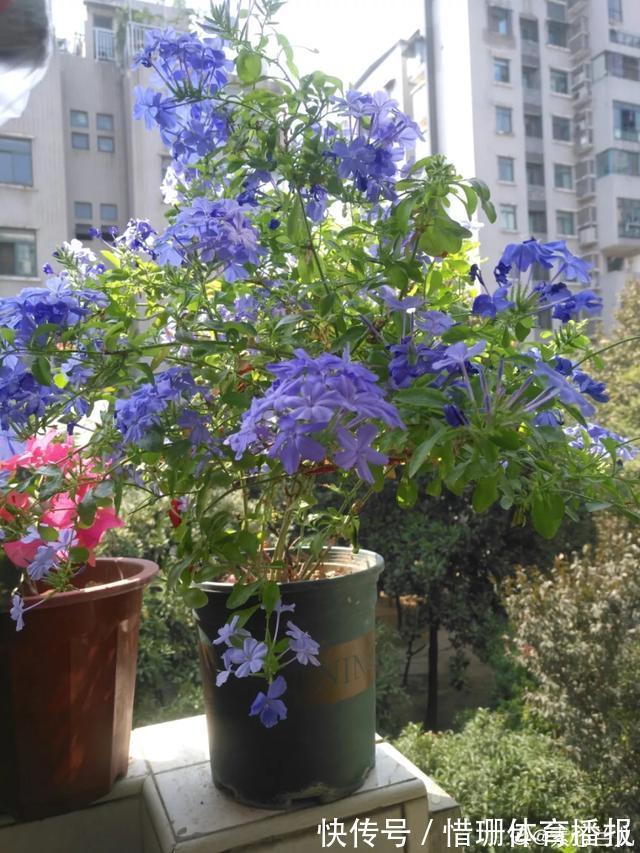 这6种花养好了,家里秒变花海,一年四季有花看!