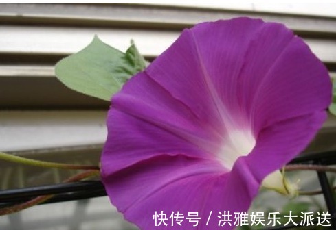 叶片|夏季养花容易死！教你以下四个小窍门，花开爆盆，不用愁