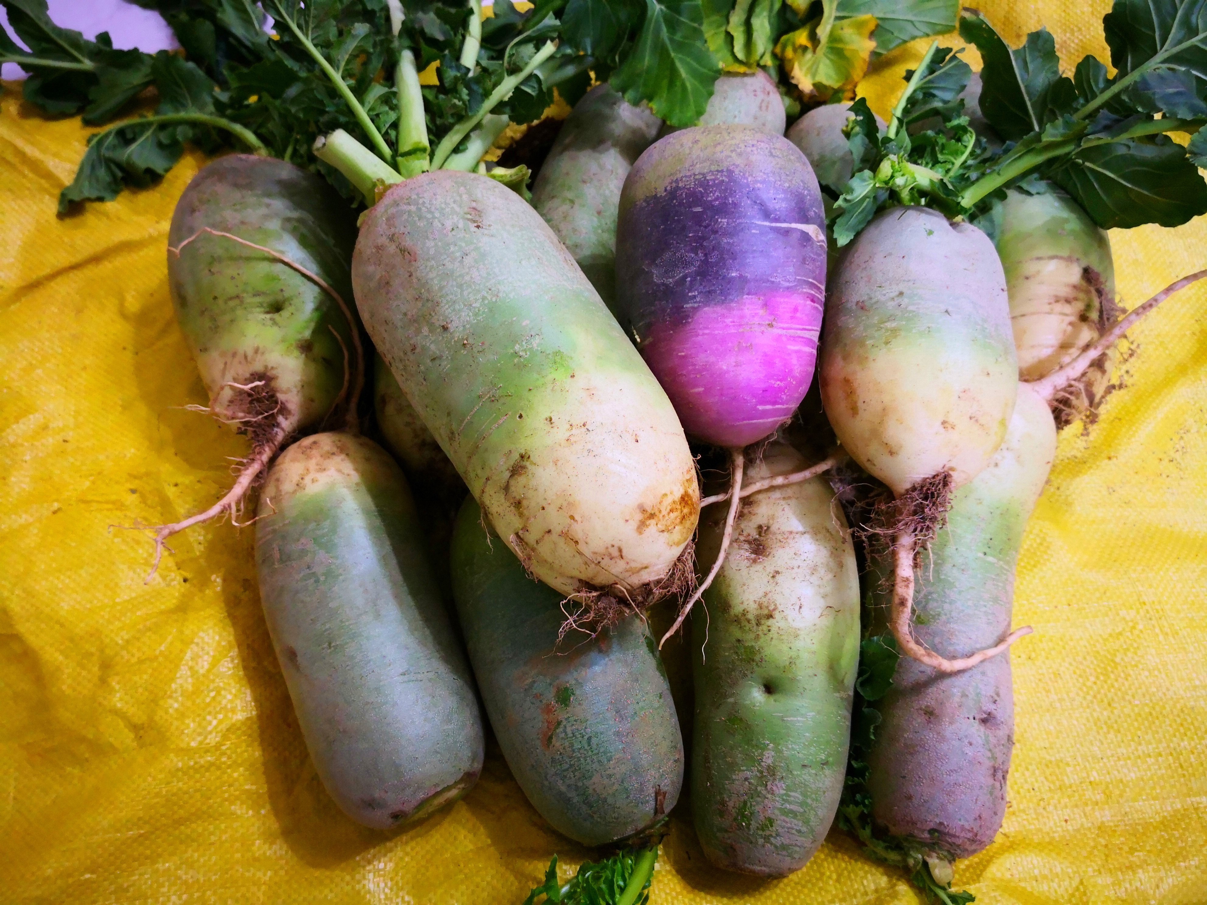 不管是保存萝卜还是白菜,学会此方法,放一冬天都新鲜,特方便