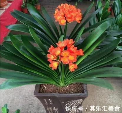 君子兰一直不长,教你几招,快速解决