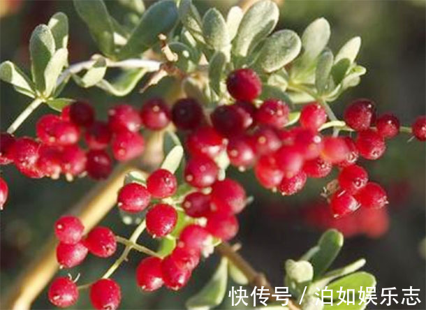 长寿|中老年人想“长寿”4种食物要多吃,提高免疫力养生更长寿