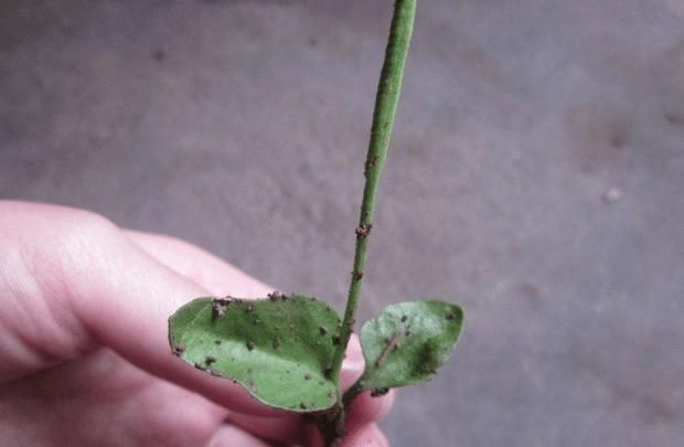 野草|此为“一支箭”,因生杂草中,常被无视,殊不知560元一斤