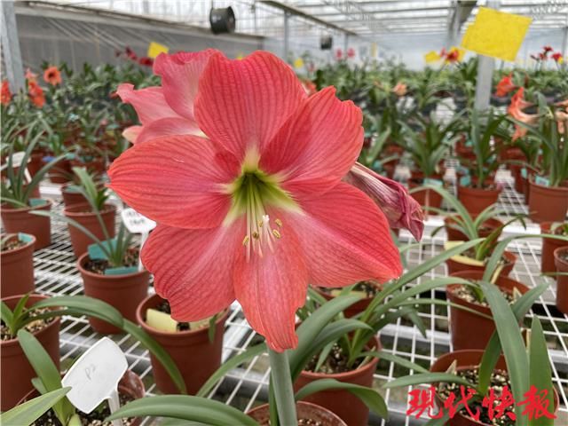 咬唇妆、初恋妆、渐变妆……在春天邂逅“美女”朱顶红