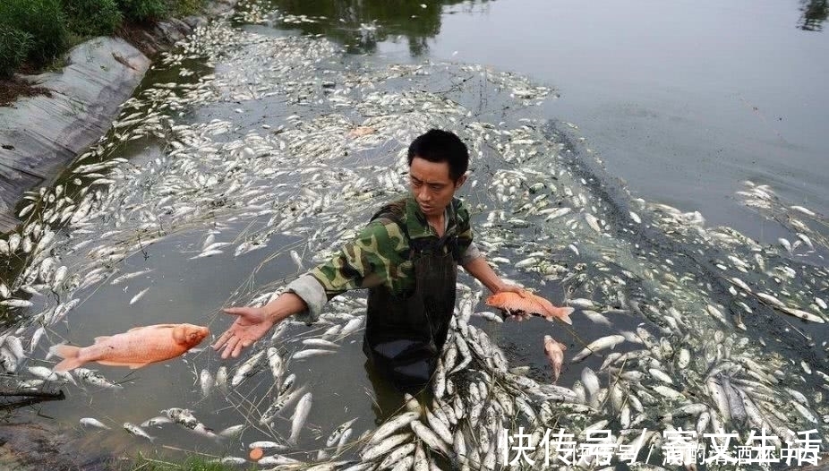 毒鱼|野生鱼越来越少,是因为钓鱼人造成的,钓鱼人:这个锅我们不背