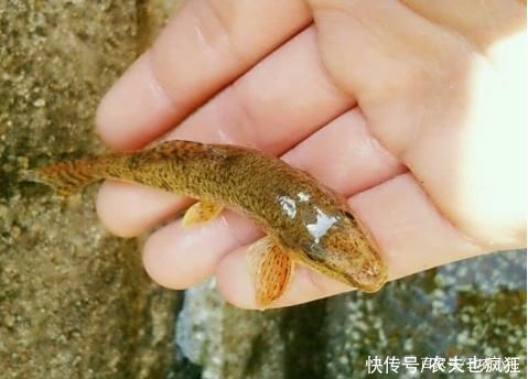 土鲫鱼|这五种“逐渐消失”的小杂鱼，在你家乡还有吗?每一种值得珍惜