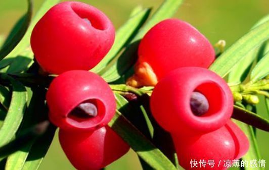 想長(zhǎng)壽要先會(huì)吃，3種蔬果不可少，排毒養(yǎng)顏，有益健康