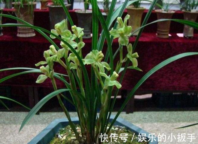 兰花焦尖怎么办，都是2种因素造成的，教你快速高效处理