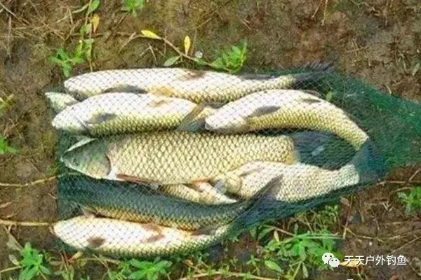 惊蛰过后开始钓大鱼,几个自制饵料配方,通杀鲫草鲤