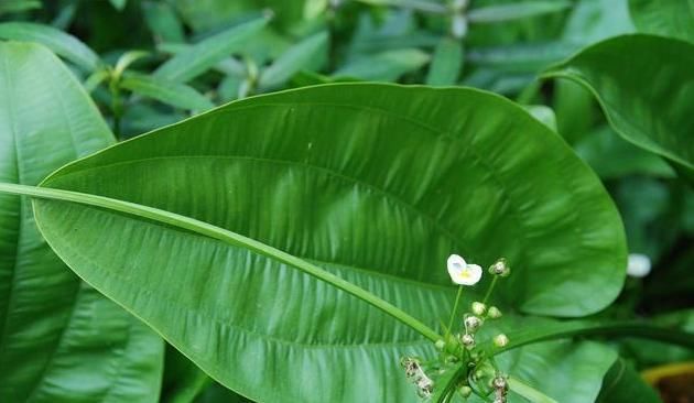 一味常用的“除湿”良药,能“通泻三焦之水,清利一身之湿”