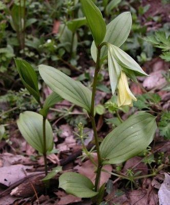 宝铎草生长于林下或灌木丛中花开黄色、绿黄色或白色